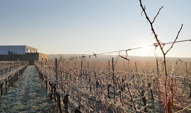 WEingut_Glaser_im_Winter_Sonne.jpg