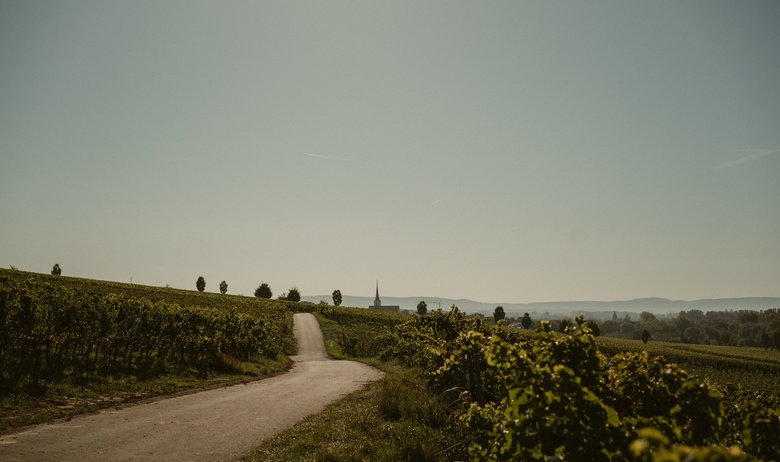 Weingut_Schlereth.jpg